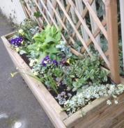 South platform planter with new polyanthus and narcissi