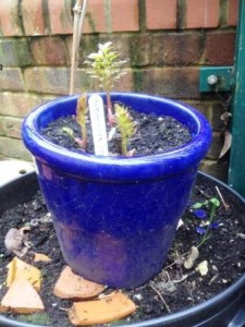 The Todmorden lovage awakes