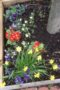 Tree pits are blooming