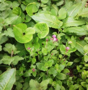 Red campion and more wild ginger