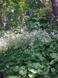 Greenway wild ginger 3