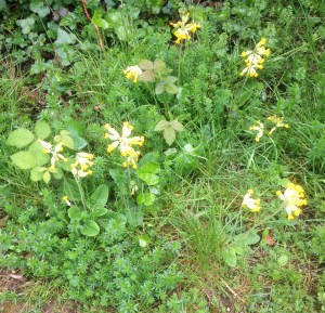 Cow slips, ivy and galium
