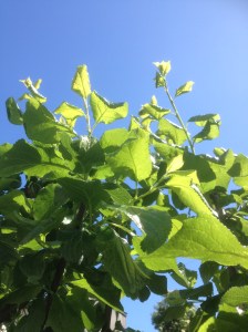 Plum tree shoots 2015