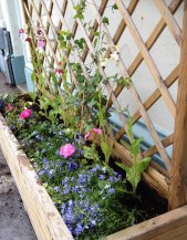 LRSP Platform planters 23.7.15