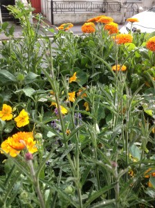 LRSP PP planters random 2 7.15