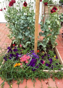 Verbena bonariensis outside treepit and red poppies inside