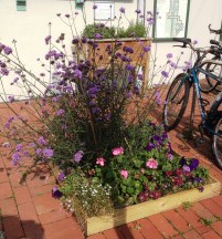 LRSP treepits verbena 9.14