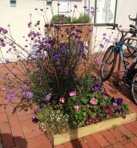 LRSP treepits verbena 9.14