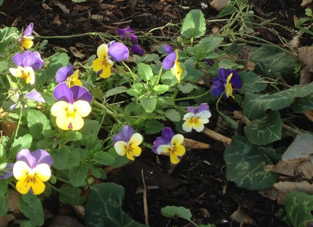 pansies in tree pits 12.15