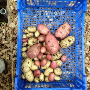 Sarpo mira and Sharpes express