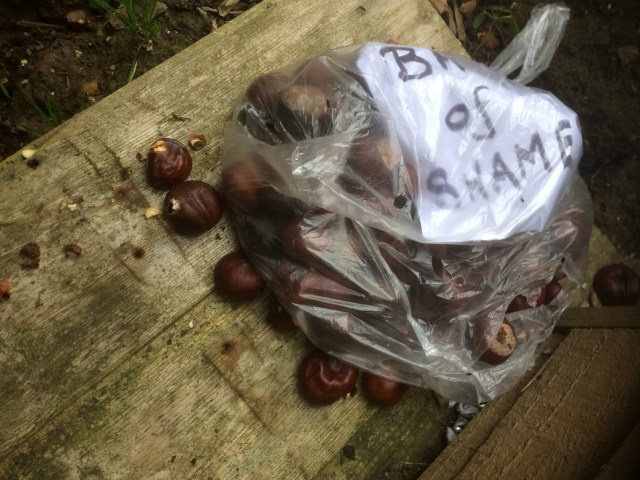 LRSP 2018 Chestnuts in compost